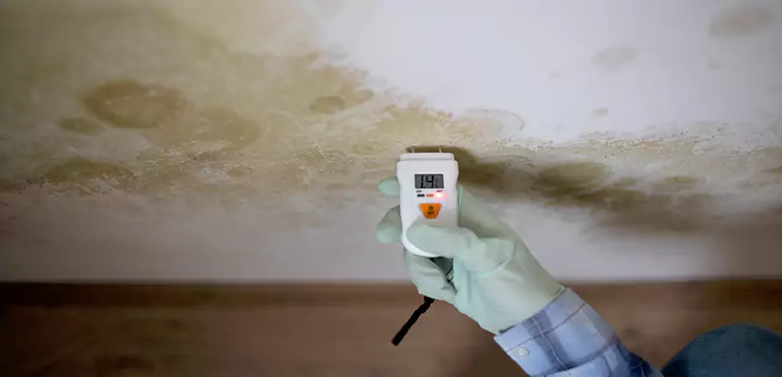 Emergency Mold Remediation in Mc Caysville